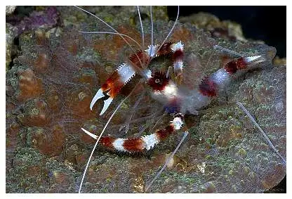 Hvidbåndet pudsereje (Stenopus hispidus)